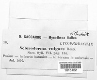 Scleroderma citrinum image